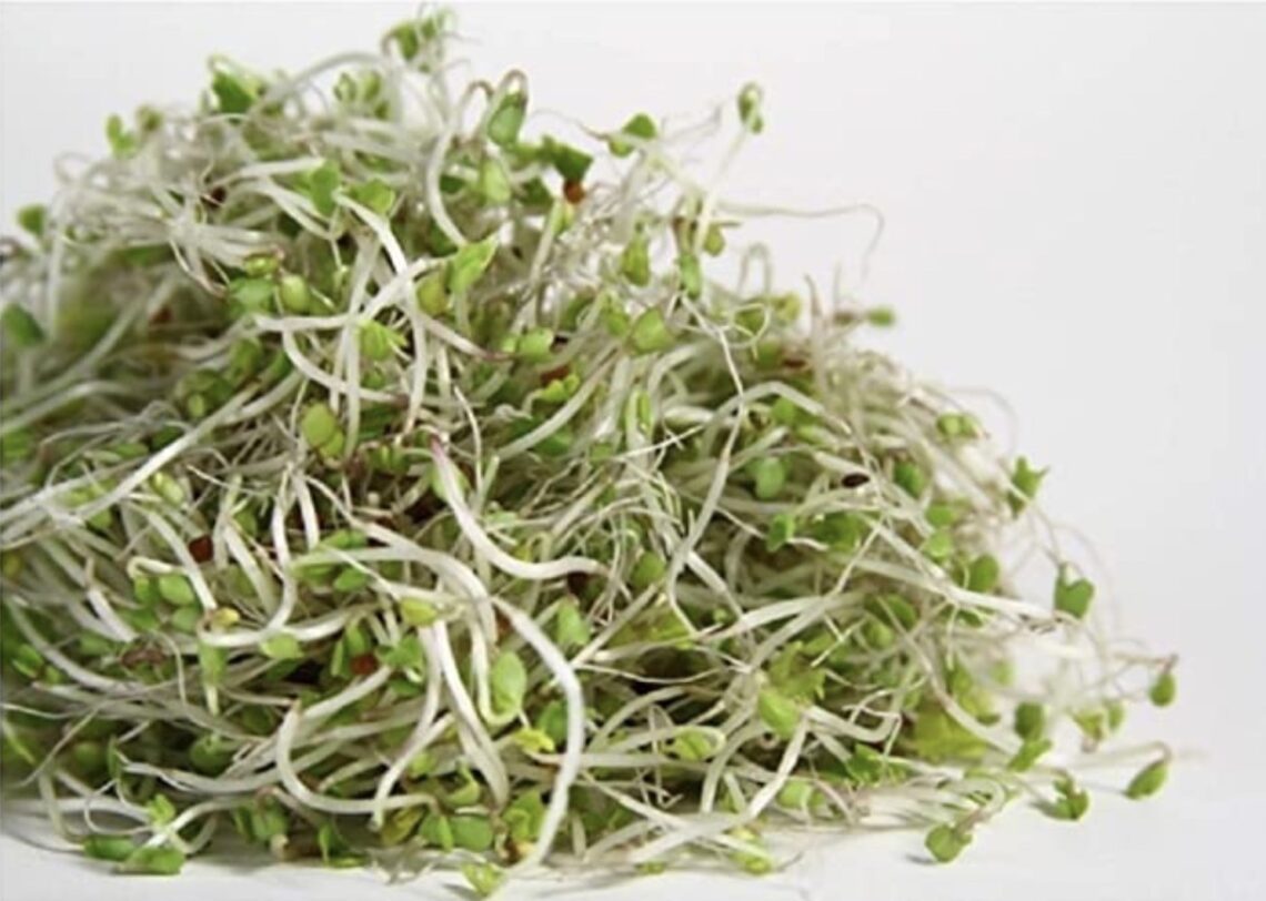 Broccoli Sprouts