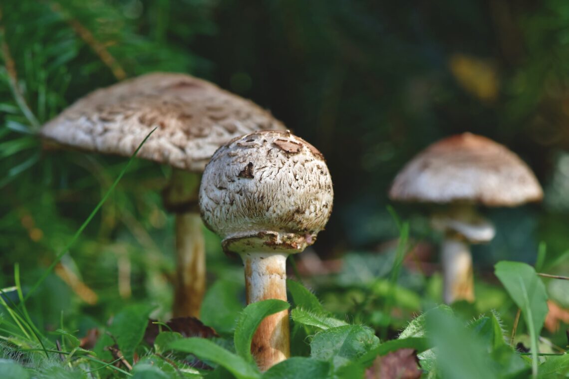 Mushrooms growing outdoors