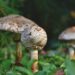 Mushrooms growing outdoors