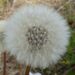 Dandelion Hay Fever