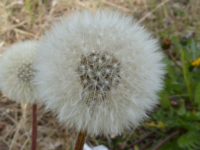 Dandelion Hay Fever