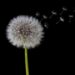 dandelion-seeds-hay-fever