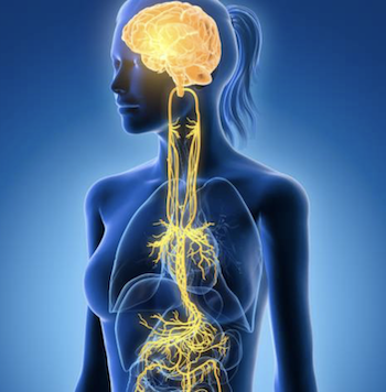 Vagus Nerve