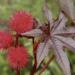 Castor Oil Plant