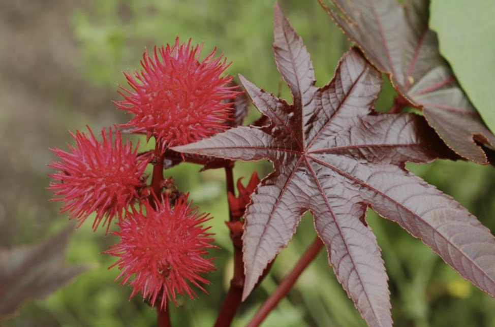 Castor Oil Plant